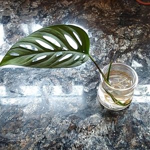 Swiss cheese plant rooted cutting